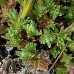 Gentiana sedifolia Hoja