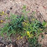 Crotalaria emarginella Hábito