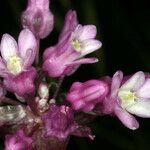 Dichelostemma volubile