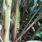 Heliconia bihai Rusca