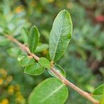 Pyracantha koidzumii Blatt