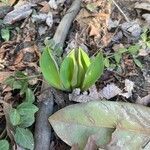 Allium tricoccum Feuille