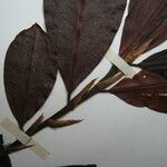 Erythroxylum mucronatum Otro