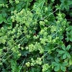 Alchemilla saxatilis Листок