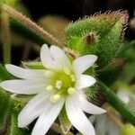Cerastium pumilum Flor