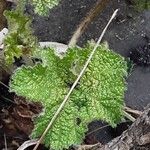 Alcea biennis Leaf