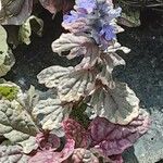 Ajuga pyramidalis 花