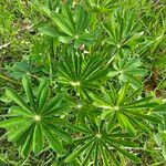 Lupinus cosentinii Лист