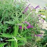 Salvia leucantha Hábitos