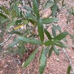 Quercus geminata Leaf