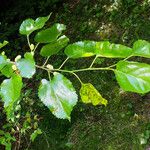 Morus alba Hoja
