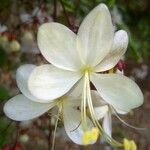 Clerodendrum laevifolium Fulla