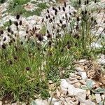 Phleum alpinum Flor