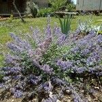 Nepeta grandiflora Blodyn