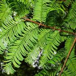 Metasequoia glyptostroboides List