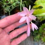 Hesperantha coccinea പുഷ്പം