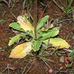 Primula clevelandii Vekstform