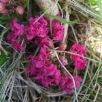 Lagerstroemia speciosa Žiedas