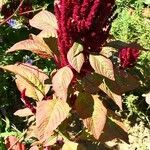 Amaranthus hybridus ഫലം