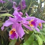 Cattleya mossiae 花