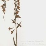 Epipactis palustris Hábito