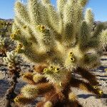 Cylindropuntia bigelovii Kvet