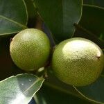 Diospyros tessellaria Fruto