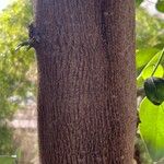 Lagunaria patersonia ᱪᱷᱟᱹᱞᱤ