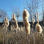 Typha latifolia Frugt