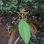 Miconia argyrophylla Feuille