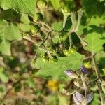 Solanum violaceum ഫലം