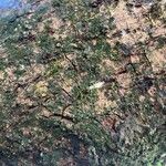 Barringtonia asiatica Casca