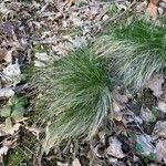 Festuca heterophylla ഇല