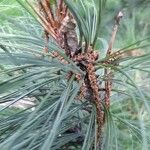 Pinus devoniana Цветок