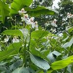 Impatiens tinctoria Цвят