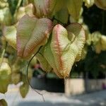 Cardiospermum grandiflorum Fruit