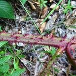 Rubus echinatus 樹皮