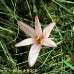Colchicum longifolium Fleur