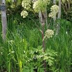 Angelica atropurpurea Квітка