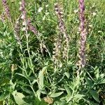 Salvia nemorosa Flower