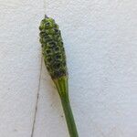 Equisetum ramosissimum Fruit