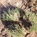 Muhlenbergia torreyi Leaf