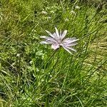 Podospermum purpureum 花