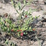 Erythrina humeana 花