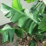 Musa acuminata 葉