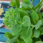 Hylotelephium spectabile Folha