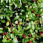 Cotoneaster divaricatus Агульны выгляд