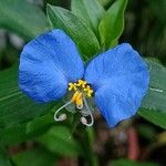 Commelina erecta Λουλούδι