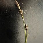 Carex sempervirens Likasa