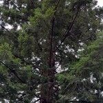 Sequoia sempervirens Habitat